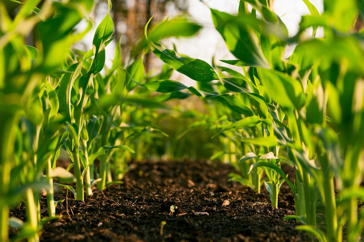 Agricultural fields — Aadi Aarambh